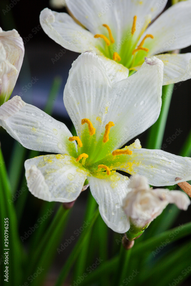 Fiore bianco Fiore bianco