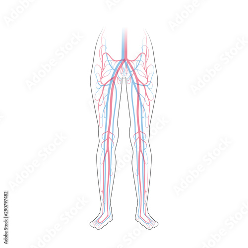 circulatory system anatomy