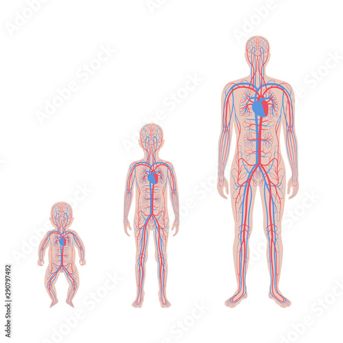 circulatory system anatomy