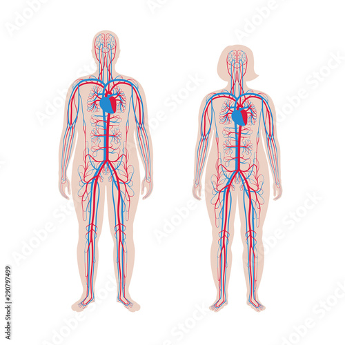 circulatory system anatomy