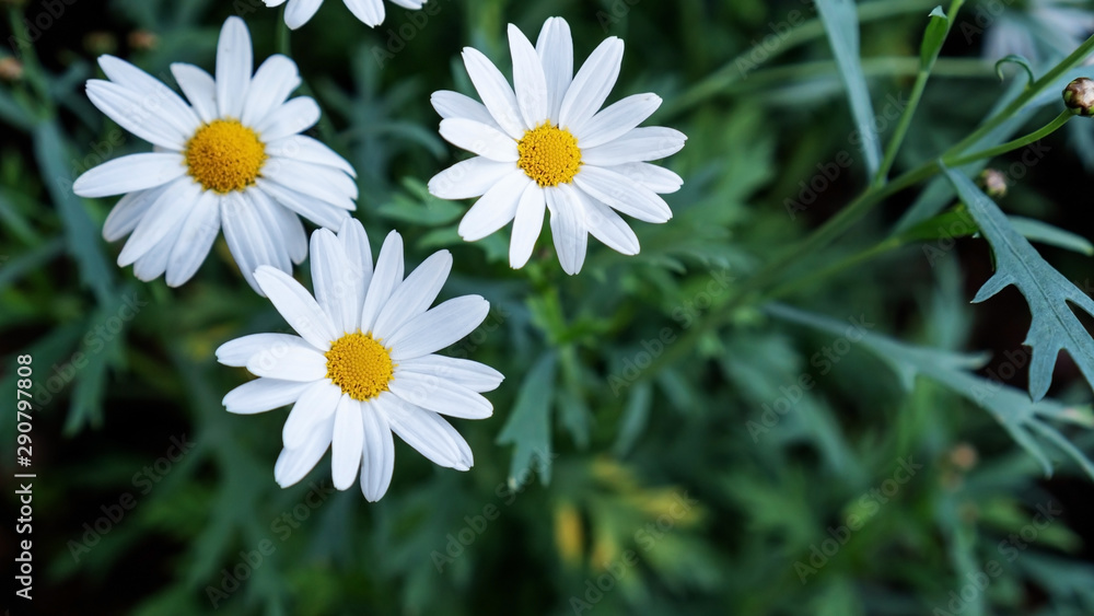 Fototapeta premium White Chamomile flower in a garden.