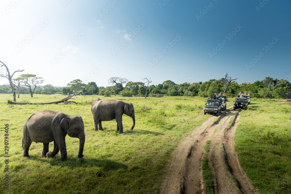 Fototapeta Wild elephants in a beautiful landscape in Sri Lanka