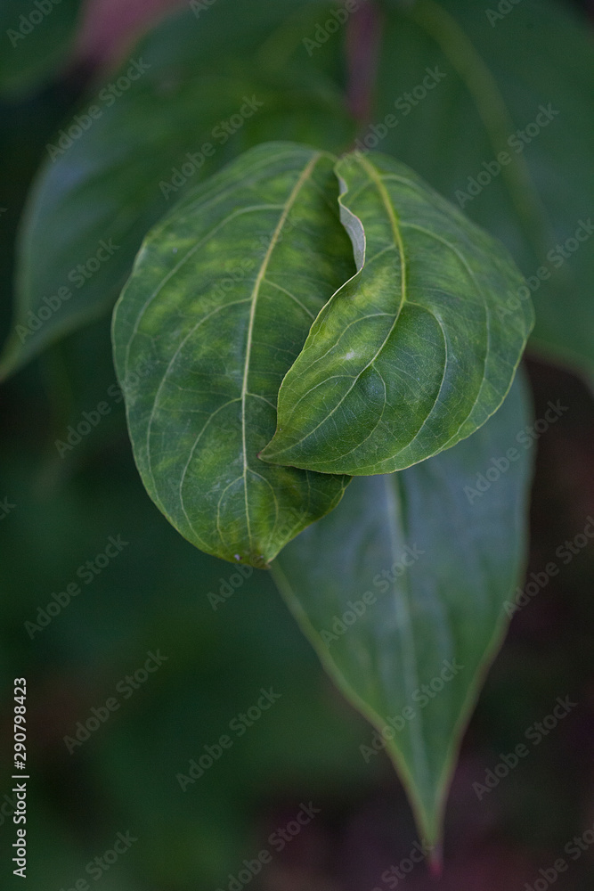 Dark green leaves of branch Dark green leaves of branch