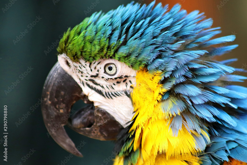 Fototapeta premium Ara ararauna