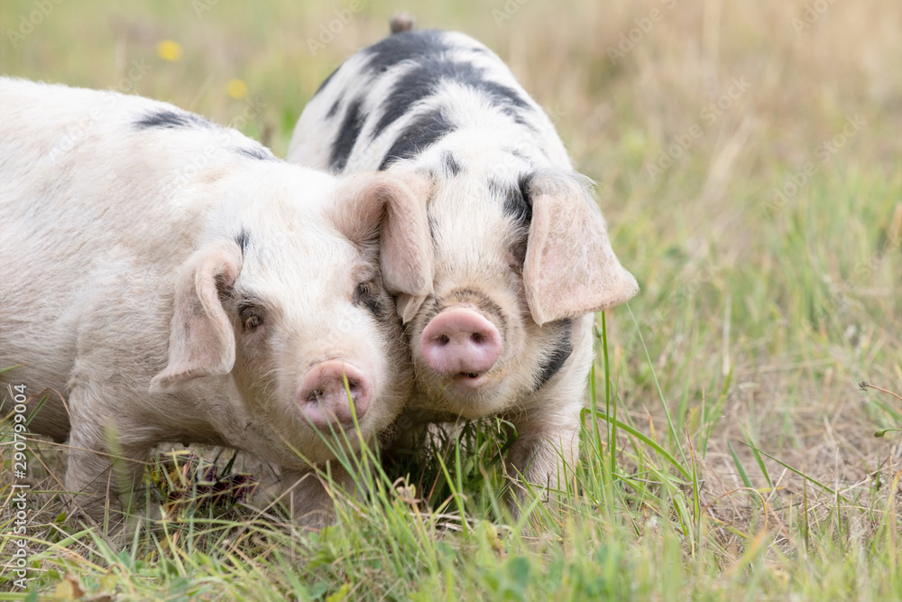 Original photograph of two little pigs dancing cheek to cheek