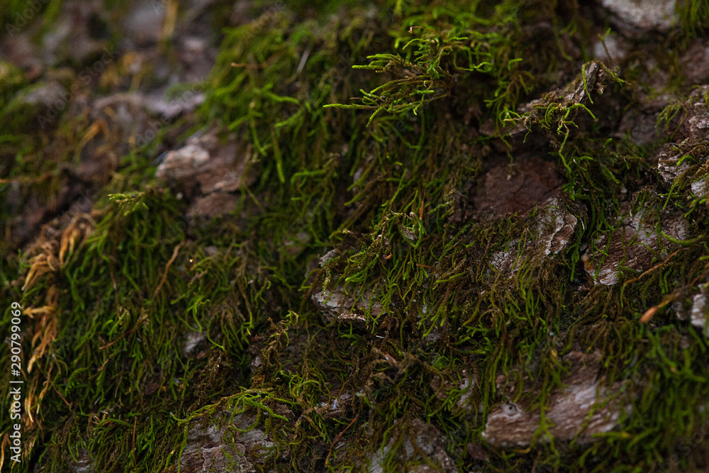 Green tree moss at an angle