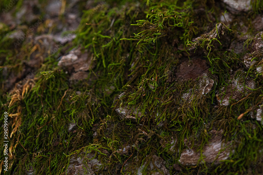 Green tree moss at an angle Green tree moss at an angle