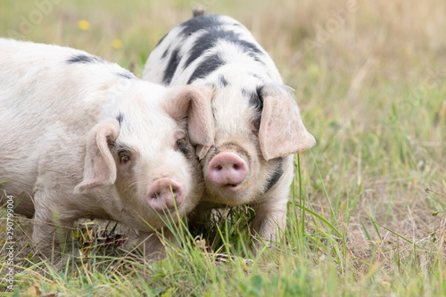 Original photograph of two little pigs dancing cheek to cheek © Janice