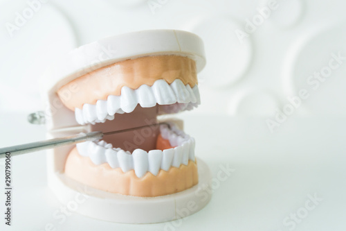 White teeth model and dental instruments on the white table