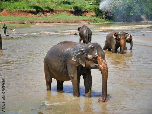 Canvas Print elephants in water