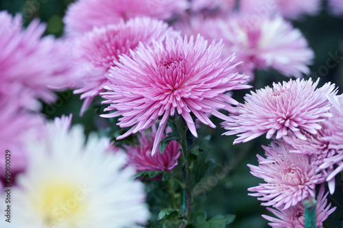 Beautiful Chrysanthemums in garden. Flowers as background picture. Chrysanthemum wallpaper. Japanese style. Autumn garden of chrysanthemums.