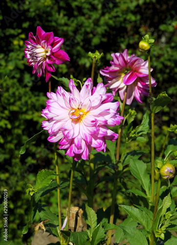 yellow red or pink flowers of dahlia plant in a garden