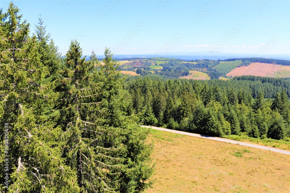 Obraz premium La forêt enchantée
