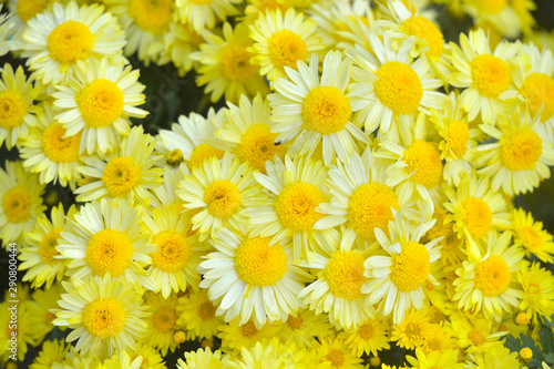 Beautiful Chrysanthemums in garden. Flowers as background picture. Chrysanthemum wallpaper. Japanese style. Autumn garden of chrysanthemums.