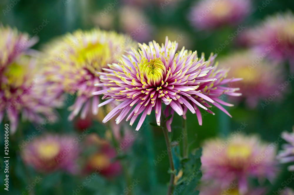 Beautiful Chrysanthemums in garden. Flowers as background picture. Chrysanthemum wallpaper. Japanese style. Autumn garden of chrysanthemums. Beautiful Chrysanthemums in garden. Flowers as background picture. Chrysanthemum wallpaper. Japanese style. Autumn garden of chrysanthemums.