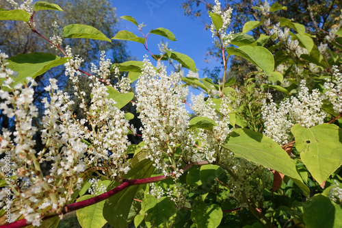 White flowers on a background of blue sky. Autumn landscape