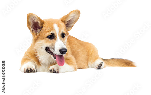 welsh corgi puppy in full growth on a white background