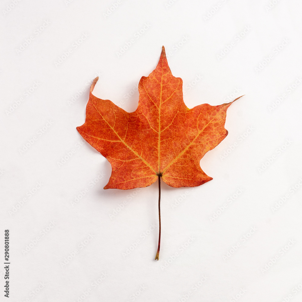 red and orange maple leafs on white background red and orange maple leafs on white background