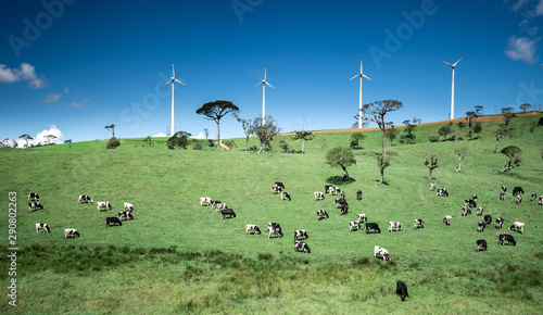 Cows in the green field photo