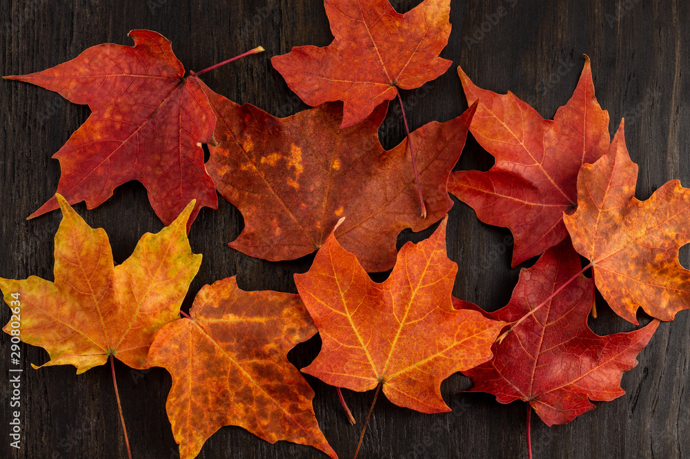 Fototapeta premium red and orange maple leafs on dark wood background