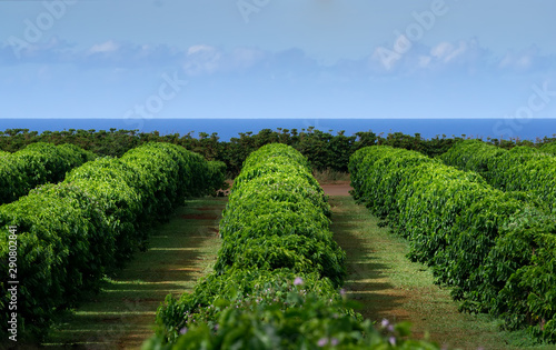 rows of arabica coffee bushes extent to the pacific ocean in the kauai coffee company fields near the town of Kalaheo. i can smell them roasting the green beans from this spot
