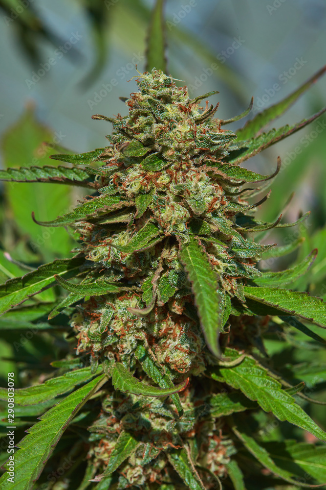 Close up of natural light outdoor grown OG indica strain medical and recreational marijuana plants and buds Close up of natural light outdoor grown OG indica strain medical and recreational marijuana plants and buds