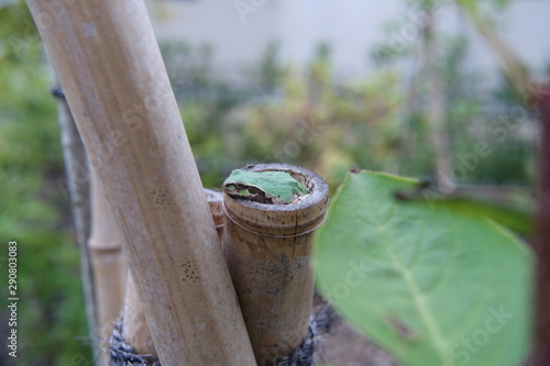 lizard on tree