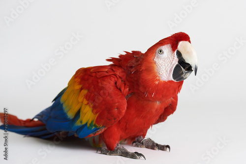 Macaw red parrot sit on white background