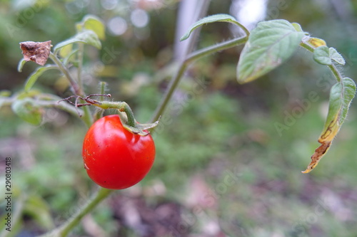 cherries on tree