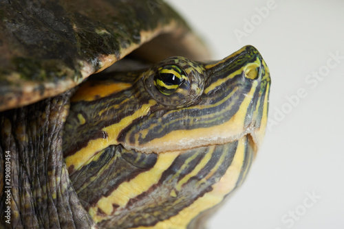 Macro view on turtle head