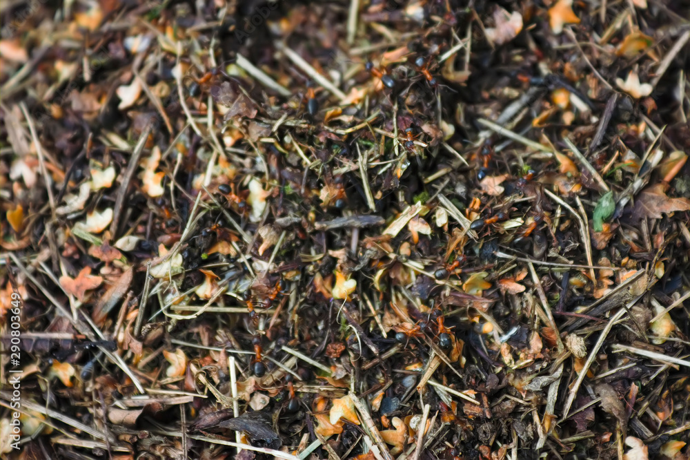 Red forest ants close-up. Background of red ant colony. Red forest ants close-up. Background of red ant colony.