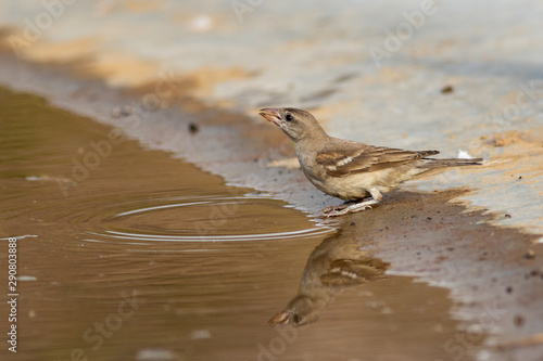 yellow throated sparrow or chestnut shouldered petronia or petronia xanthocollis bird morning safari at jhalana forest reserve, jaipur, rajasthan, india photo