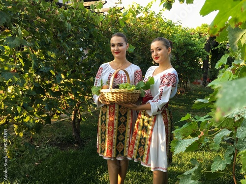 Shot of two young females with Moldavian traditional clothes picking up grapes in a grape garden