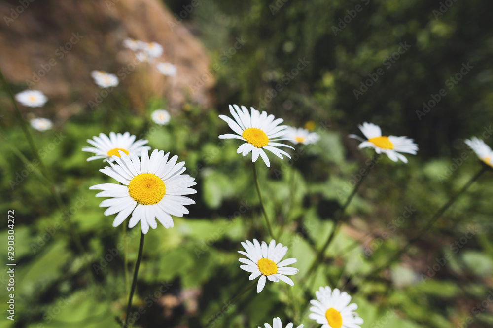 Fototapeta premium Close-up of a bush of wild chamomile on a contrasting background on a sunny day. The concept of medicinal plants
