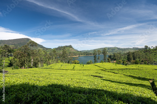 Tea plantation in Sri Lanka