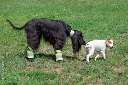 Cute afghan hound and jack russell terrier puppy are playing on a green meadow. Pet animals. photo