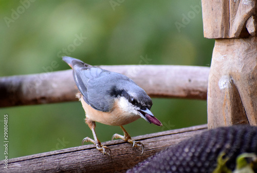 wildlife wood nuthach  photo