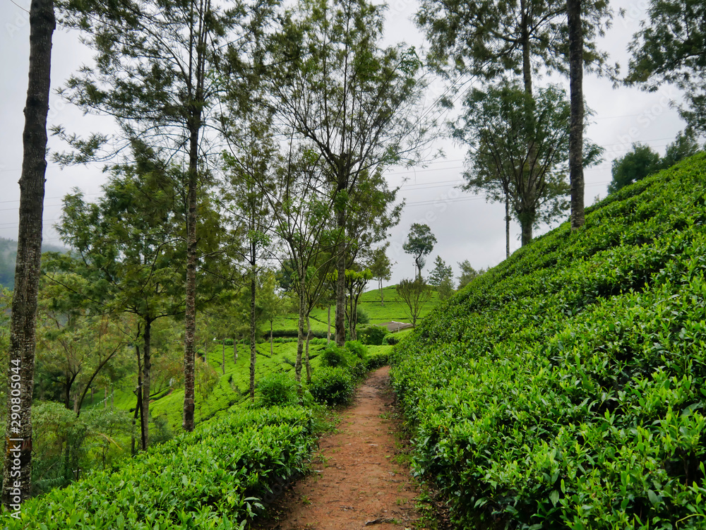 tea plantation in sri lanka tea plantation in sri lanka