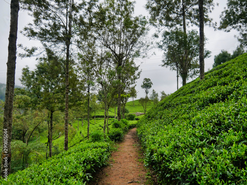 tea plantation in sri lanka