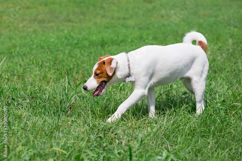 Cute jack russell terrier puppy is walking on a green meadow. Pet animals.