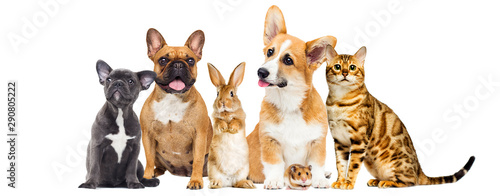 cat and dog and a rabbit and a hamster together on a white background