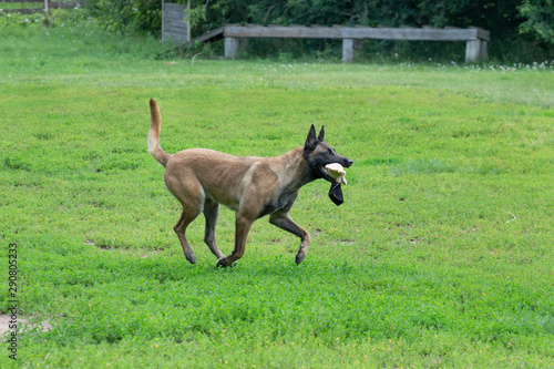 Cute belgian sheepdog is running on a green grass with his toy. Pet animals.