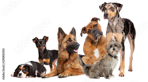 Group of six dogs photo