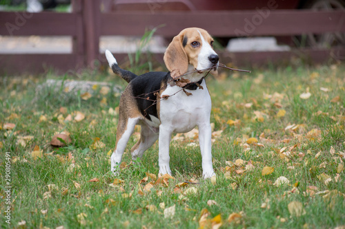 Cute beagle puppy is holding a twig of a tree in his teeth. Pet animals.