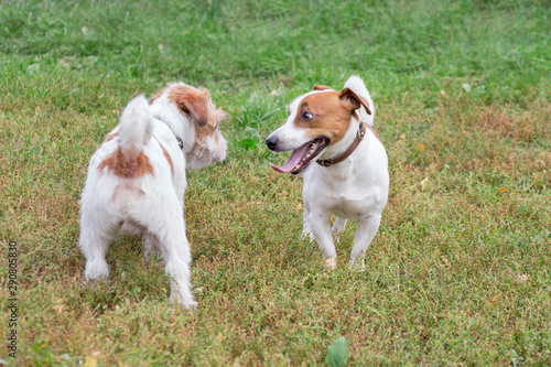 Two cute jack russell terrier puppies are playing in the autumn park. Pet animals.