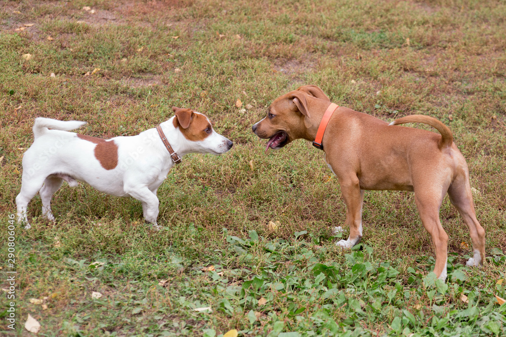 Jack russell terrier puppy and american staffordshire terrier puppy are playing in the autumn park. Pet animals.