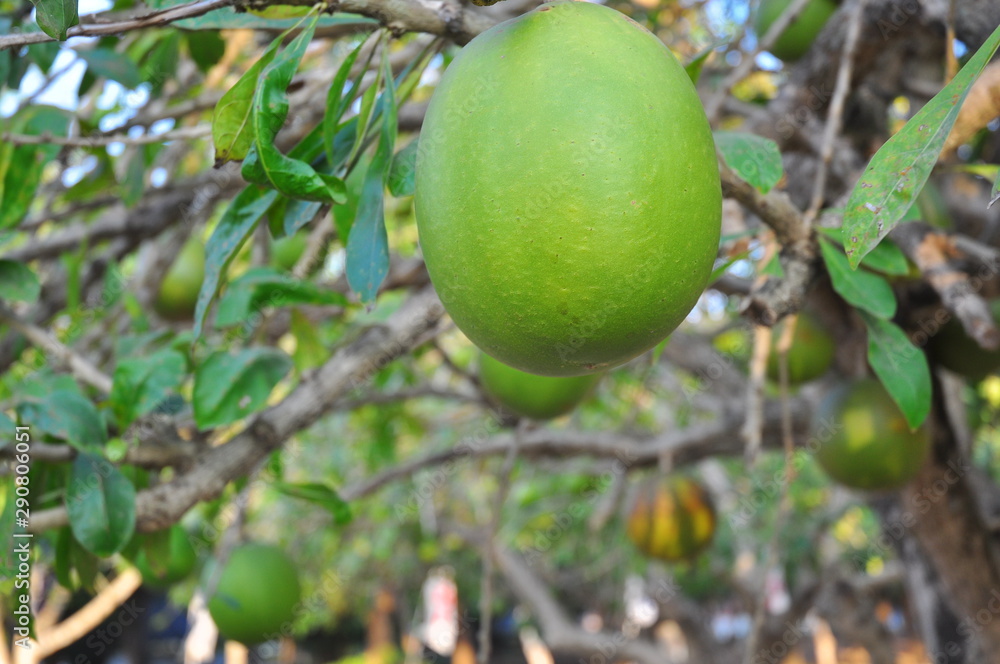 green fruit on the tree