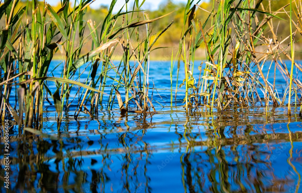 Blue forest lake on a beautiful sunny day. Trees with yellow leaves on the shore. Low viewing angle near the surface of the water. Blue forest lake on a beautiful sunny day. Trees with yellow leaves on the shore. Low viewing angle near the surface of the water.