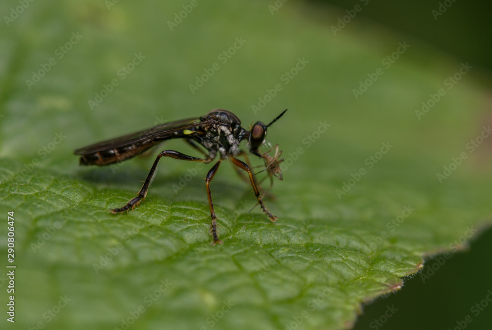 Stripe-legged Robberfly (Dioctrya baumhaueri)