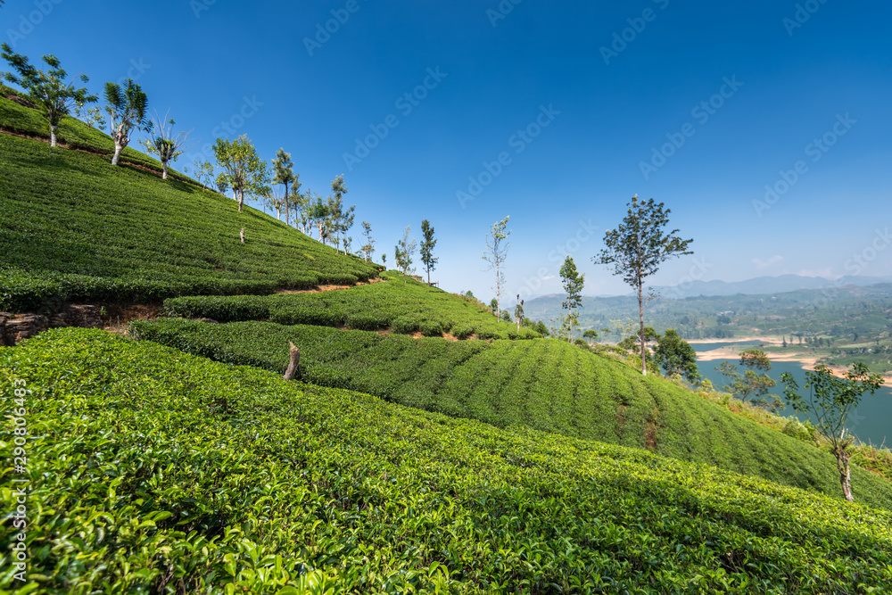Naklejka premium Tea plantation in Sri Lanka